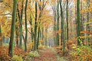 Autumn Beech Trees in a Misty Wood in the Cotswolds Photograph by Tim Gainey