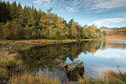 Autumn Colours at Blea Tarn, the Lake District, England, UK Photograph by Sarah Howard Autumn Colours at Blea Tarn, the Lake District, England, UK Photograph by Sarah Howard