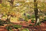 Autumn colours Photograph by Sue Leonard