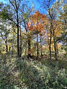 Autumn Display Photograph by Merle Grenz