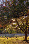 Autumn Farm in Williamsburg Photograph by Rachel Morrison