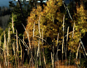 Autumn Grain Photograph by Dave Diegelman Autumn Grain Photograph by Dave Diegelman