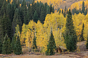 Autumn Hideout Photograph by Denise Bush