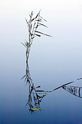 Autumn Hieroglyphs Photograph by Edward Galagan