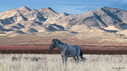 Autumn in the Desert. Photograph by Paul Martin