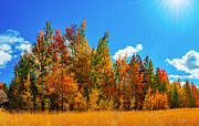 Autumn in the San Bernardino Mountains Photograph by William Gunn Autumn in the San Bernardino Mountains Photograph by William Gunn