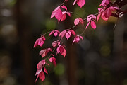 Autumn Digital Art by Jerry Dalrymple