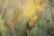 Autumn Kaleidoscope 2 Photograph by Joanne Eastope