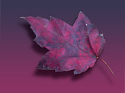 Autumn Leaf 1 of 5 Digital Art by L Bosco