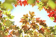 Autumn Leaves 2 Photograph by Az Jackson