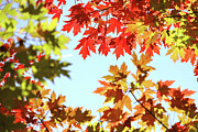 Autumn Leaves 3 Photograph by Az Jackson