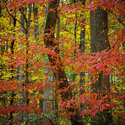 Autumn Leaves II Photograph by Norman Reid