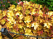 Autumn Leaves Photograph by Margaret Emory Design