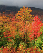 Autumn Leaves Oil Painting Painting by Dan Sproul Autumn Leaves Oil Painting Painting by Dan Sproul