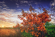 Autumn leaves on an oak branch Photograph by Dejan Travica