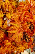 Autumn Mosaic Vibrant Orange and Yellow Leaves in Transition Photograph by Travel Essayist