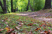 Autumn on the Trail Photograph by Amelia Pearn