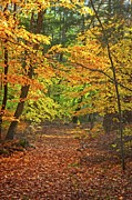 Autumn Path Photograph by Matthew Adelman