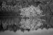 Autumn Reflection  Photograph by Steven David Roberts