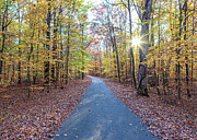 Autumn Road in New Jersey  Photograph by Amelia Pearn