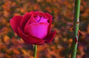 Autumn Rose Photograph by Call Me Abbie - Abbie Shores