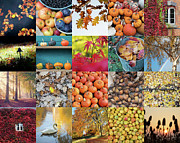 Autumn Splendour Photograph by Tim Gainey