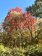 Autumn Trees Photograph by Merle Grenz Autumn Trees Photograph by Merle Grenz
