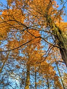 Autumnal Forest In The Afternoon Photograph by Call Me Abbie - Abbie Shores