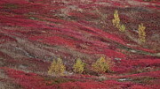 Autumn's paintbrushes Photograph by Alan Norsworthy