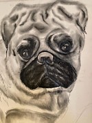 Ayden Drawing by Angie ONeal