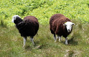Baa Photograph by Lukasz Ryszka Baa Photograph by Lukasz Ryszka