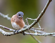 Baby Blue BIrd Photograph by Regina Muscarella Baby Blue BIrd Photograph by Regina Muscarella