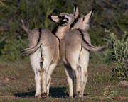 Baby Burro Butts Photograph by Mary Hone