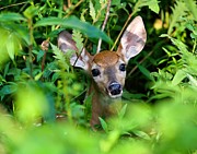 Baby Deer #1 Photograph by Photobuphs Nature Photography