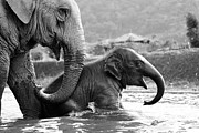 Baby Elephant Smiles in River With Mother Photograph by Shanna Vincent