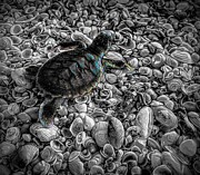 Baby Flatback Turtle On A Mission Mixed Media by Joan Stratton