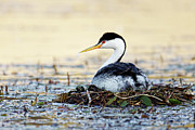 Baby Food -- Nesting Clark's Grebe at Santa Margarita Lake, California Photograph by Darin Volpe Baby Food -- Nesting Clark's Grebe at Santa Margarita Lake, California Photograph by Darin Volpe