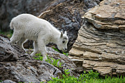 Baby Mountain Goat No. 1 Photograph by Matt Halvorson