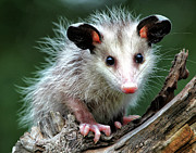 Baby Opossum  Photograph by William Rainey