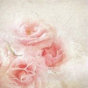Baby Roses Photograph by Karen Lynch