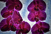 Back Lit Orchids Digital Art by Kirt Tisdale