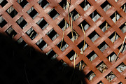 Backstop Photograph by Mike Smale Backstop Photograph by Mike Smale