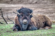 Bad Ass Buffalo Photograph by Paul Freidlund Bad Ass Buffalo Photograph by Paul Freidlund