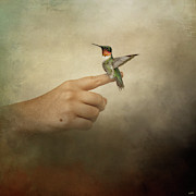 Balance Hummingbird A Bird In The Hand Photograph by Jai Johnson