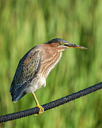 Balancing Act Photograph by Brad Bellisle