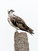 Balancing In The Wind Photograph by Gina Fitzhugh