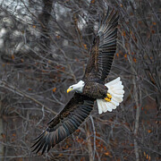 Bald Eagle Photograph by Alan Moore