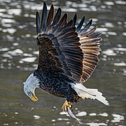 Bald Eagle fresh catch Photograph by Alan Moore Bald Eagle fresh catch Photograph by Alan Moore