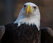 Bald eagle looking right Photograph by Flees Photos Bald eagle looking right Photograph by Flees Photos