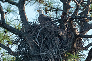 Bald Eagle on Nest Photograph by Bradford Martin Bald Eagle on Nest Photograph by Bradford Martin